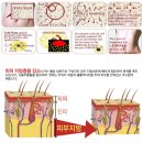 짐쉐이프 이미지