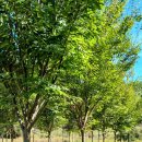 여주-0203 이미지