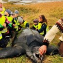 덴마크, 유틀란트, - 거대한 장수거북(A giant leatherback turtle )~ VOA [미국의 소리] 이미지