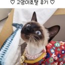 고양이 무마취미용&호텔 무냥무냥 부산서면점 이미지