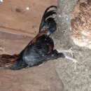 핸섬가이 이미지