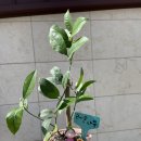 용인초등학교(병설) 이미지