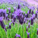 신안문구 이미지