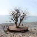 완도 정도리 구계등 이미지