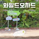 제주 와일드오차드 티페스티벌 아이랑 힐링 코스