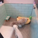 펫파민트 이미지