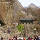 국내여행지 - 진안 마이산탑사와 벚꽃터널 이미지