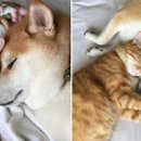 뚠뚜니네 이미지