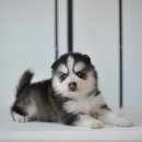 애니멀즈동물병원 이미지