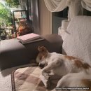 구갈레스피아_M | <기흥호수공원 반려동물놀이터> 방문기