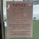카페 인 코너 | 시흥 거북섬 크리스마스 카페 추천 반려견 동반 카페 ‘인유어코너’ 후기
