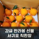 농민마트 | 강정동 농민후계자직판장 감귤 구매후기 육지 택배 선물추천