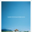 봉평메밀밭 이미지