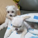똥강아지 이미지