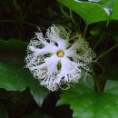 하늘타리 이미지