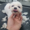 멍 삼촌 이미지