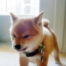 기장동물병원 이미지