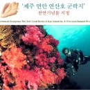 제주연안 연산호 군락지 이미지