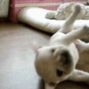 토영자갈치곰장어 이미지