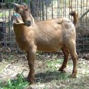 염소육용품종소개 / Kalahari Red Goat (갈색 카아라하리) 이미지