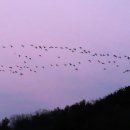 철새보는집 이미지