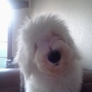 올리 Daum카페