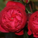 레드피아노 이미지