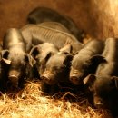 산우리축산 이미지