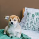 백석동물병원 이미지