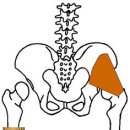 소둔근(gluteus minimus) 이미지