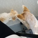 황자반놀이터 이미지