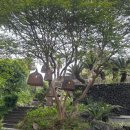 엔젤 위드 허니비키즈 이미지