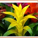 아나나스 이미지