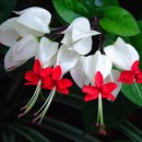 클레로 덴드론(Clerodendrum Thomsoniae) 이미지