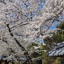 추풍령휴게소(서울방향) | 경부고속도로 휴게소 추풍령휴게소 서울방향 김천 벚꽃