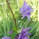 꽃들의이야기 이미지