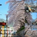 GS25 부산개금점 | 부산 개금 벚꽃길 만개한 실시간 개화상황