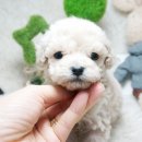 스타멍스 이미지