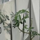 유마오헤어