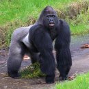 고릴라(Gorilla) 이미지