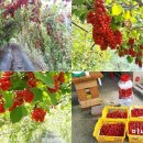 계화농장 이미지