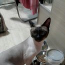 초코네 애견샵 이미지