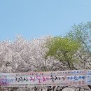 천주산 진달래축제! 이미지