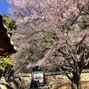 매화작은도서관 | [공지] 2026년 밀양 향교 매화 실시간 개화 상황. 주차 정보. 개화율. 부산 근교 매화 명소.