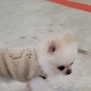 헤이땅콩