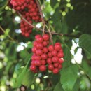 방곡도깨비 마을 이미지