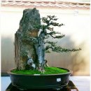 분재전시회 이미지