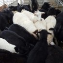 산양마루목장 이미지