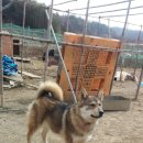 마당쇠 이미지