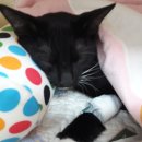 진통뼈사랑 이미지